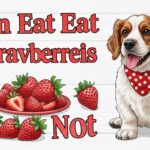 can dogs eat strawberries